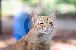 Cute ginger cat looking at camera