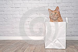 Cute ginger cat looking curious out of a paper bag. Horizontal image.