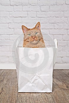 Cute ginger cat looking curious out of a paper bag. Vertical image.