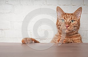 Cute ginger cat looking curious over the table to ther camera.