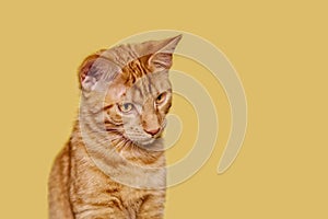 Cute ginger cat looking curious sideways.