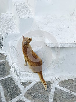 A cute ginger cat looks up on the white plaster steps of Paros, Greece