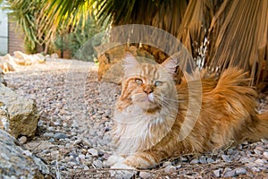 Cute ginger cat