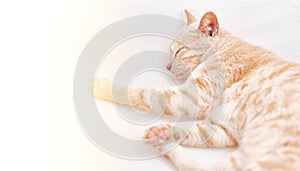 Cute ginger cat lying and sleeping
