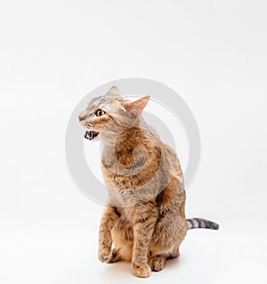 Cute ginger cat meowing on a white background.