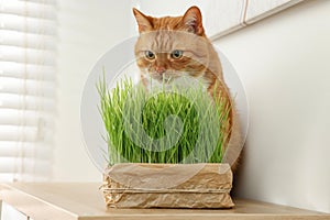 Cute ginger cat near potted green grass on wooden table indoors