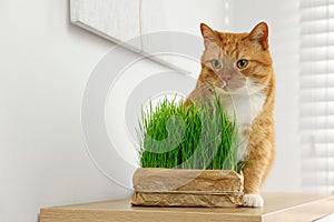 Cute ginger cat near potted green grass on wooden table indoors, space for text