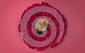 Cute ginger cat peeking curious through a red rose flower wreath.