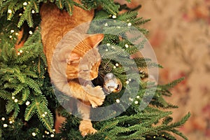 Cute Ginger Cat Playing on the Christmas Tree