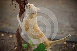 Cute ginger cat sharpens its claws on the grape trunk in summer garden