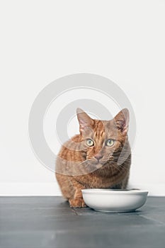 Cute ginger cat sit beside a food bowl and looking to the camera. vertical format with copy space.