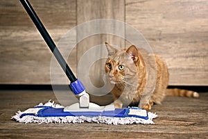 Cute ginger cat siting next to the mop for cleaning the floor.