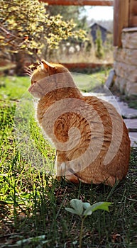 Cute ginger cat sits in profile on the path backlit by a bright yellow sunset in the spring garden.