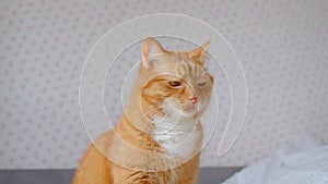 Cute ginger cat sitting on bed and watching sidewards being calm and interested at home.