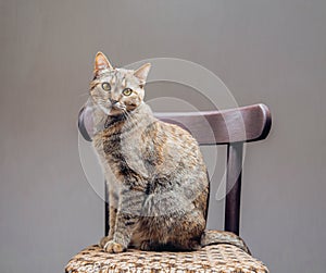 Cute ginger cat sitting on chair.