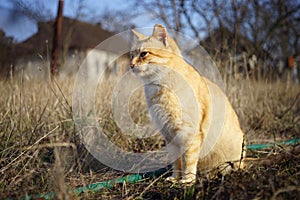 Cute ginger cat sitting in the dry grass in the sunny rural garden.