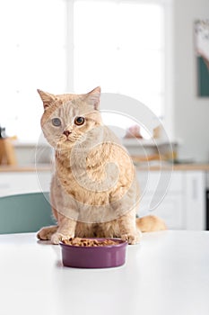 Cute cat and bowl with food on kitchen table