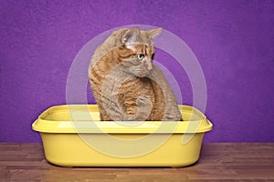 Cute ginger cat sitting in a open litter box and looking concentrated away.