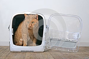 Cute ginger cat sitting in a open pet carrier and looking away.