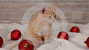 Cute ginger cat sitting among red christmas ball decorations