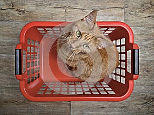 Cute ginger cat sitting in a red laundry basket and looking curious to the camera.