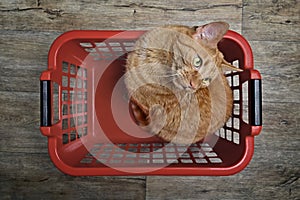 Cute ginger cat sitting in a red laundry basket and looking funny away.