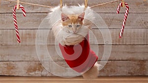 Cute ginger cat sitting in a santa hat hanging on drying line