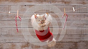 Cute ginger cat sitting in a santa hat, looking around and relaxing