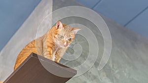 Cute ginger cat sitting on shelves