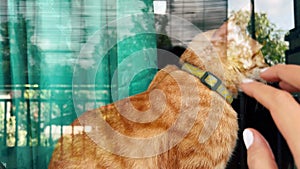 A cute ginger cat sitting on a window. Woman playing with cat through window pane glass at country house.