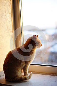Cute ginger cat sitting on the windowsill. Pet looks out the window