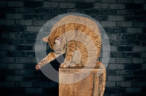 Cute ginger cat sitting on wooden column and cleaning herself.