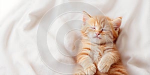 Cute ginger cat sleeping