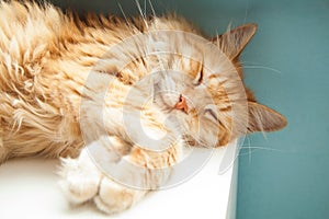 Cute ginger cat sleeping