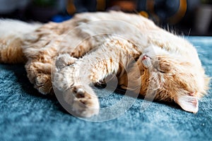 Cute ginger cat sleeping on the bed. Fluffy pet.