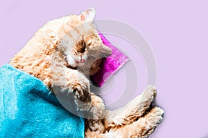 Cute ginger cat sleeping on the bed. Fluffy pet.