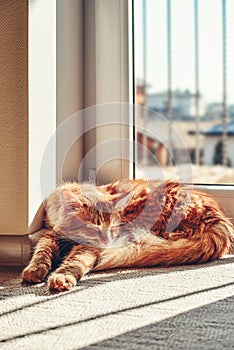Cute ginger cat sleeping  on the floor