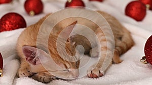 Cute ginger cat sleeping among red christmas balls