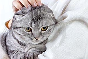 Cute ginger cat sleeps warming in knit sweater on his owner's hands. Scottish kitten