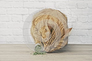 Cute ginger cat sniffing on dried catnip.