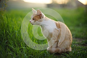 Cute ginger cat sniffs sitting in a spring garden