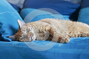 Cute ginger cat taking a nap on a comfortable sofa.