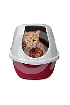 Cute ginger cat using a closed litter box isolated on white