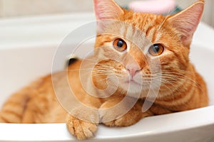 Cute ginger cat in the washbasin