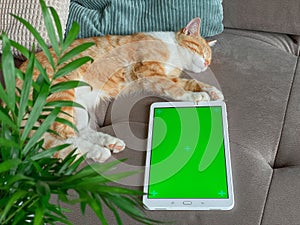 Cute ginger cat with white shirtfront laying on the sofa next to tablet with green screen