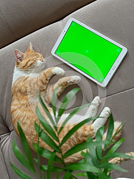 Cute ginger cat with white shirtfront laying on the sofa next to tablet with green screen