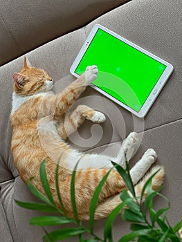 Cute ginger cat with white shirtfront laying on the sofa next to tablet with green screen