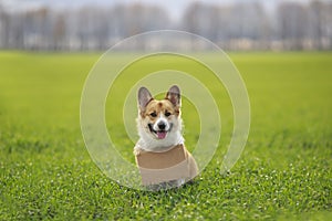 Cute a ginger Corgi dog puppy sits outside on the green grass with a blank sign for the inscription on its neck