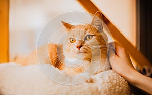 A cute ginger domestic cat lying contentedly while being stroked by its owner. The display of affection towards a beloved pet. Joy