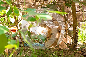 A cute ginger kitten with brown eyes lying under a tree shade on the ground